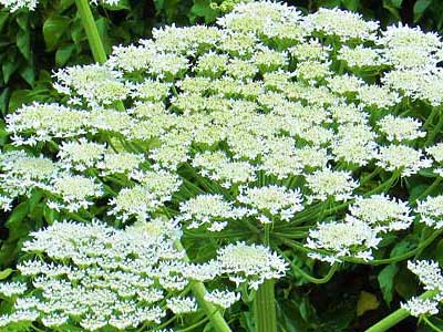 kerbelartige blumen