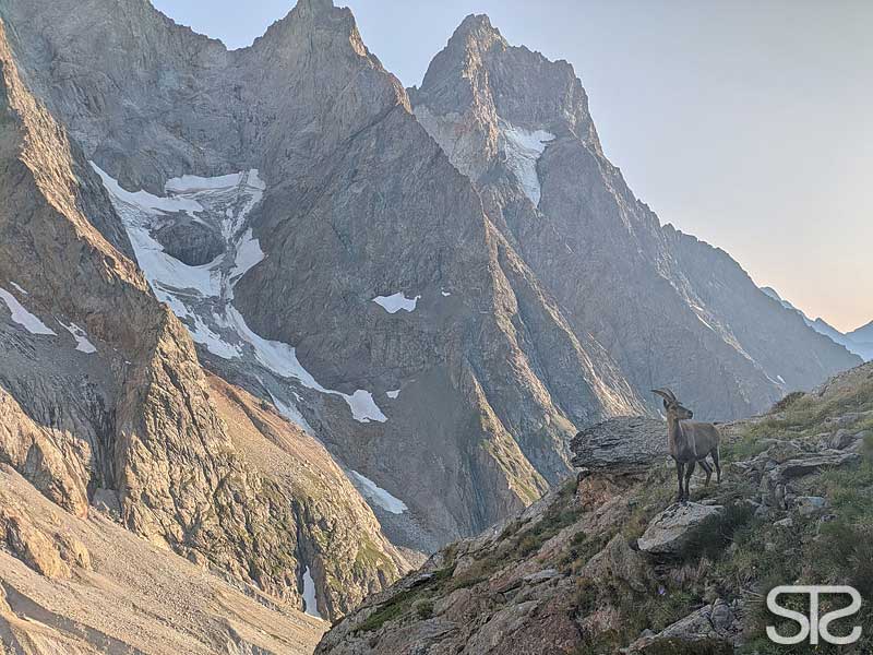 © STƧ refuge de la selle, gämse, gemse