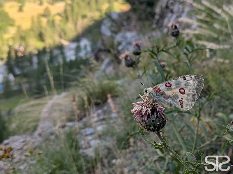 © STƧ sommervogel, schmetterling