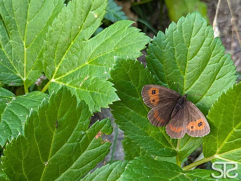 © STƧ rotbraunes ochsenauge, sommervogel, schmetterling