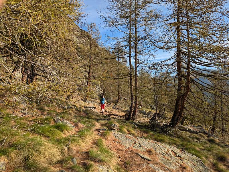© STƧ lärchenwälder